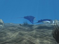 free 3D Manta Ray Aqua screenshot